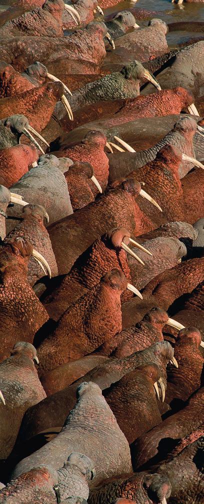 areas can be compensated by the high density of food. After a long break, walrus haulouts have again begun first on the Russian coast of the Chukchi Sea, and then on the northern coast of Alaska.