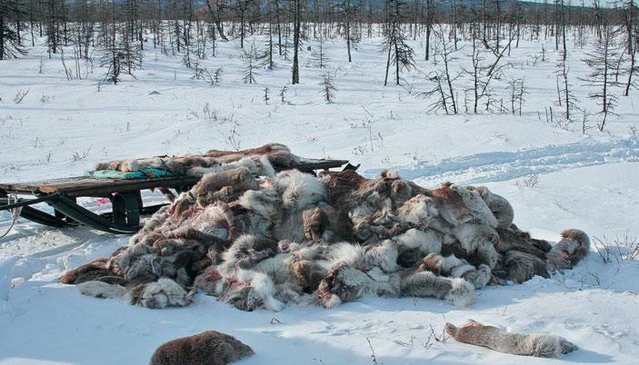 IN BRIEF Reindeer pelts left behind by poachers. Krasnoyarsk region, Russia, April 2017.