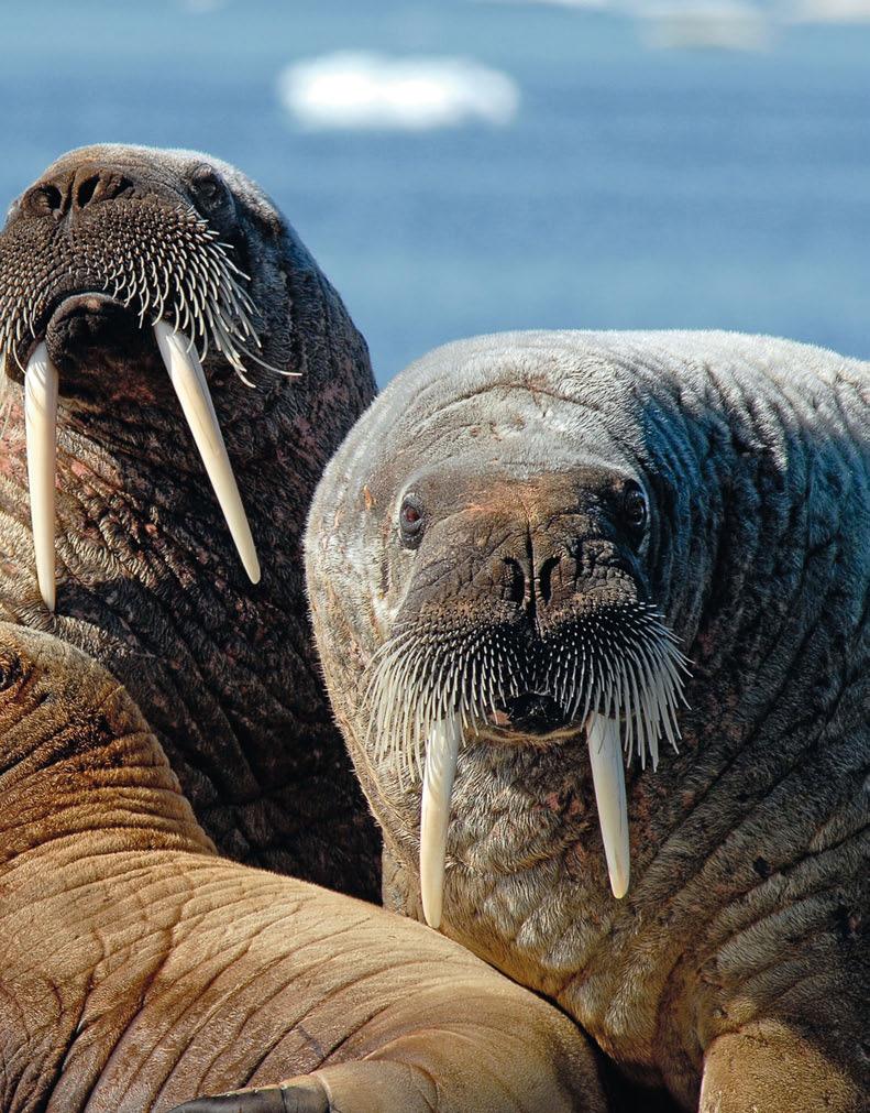 The walrus (Odobenus rosmarus) has a circumpolar Arctic and sub-arctic distribution with two subspecies, the Atlantic walrus, O. r. rosmarus, and Pacific walrus, O. r. divergens.