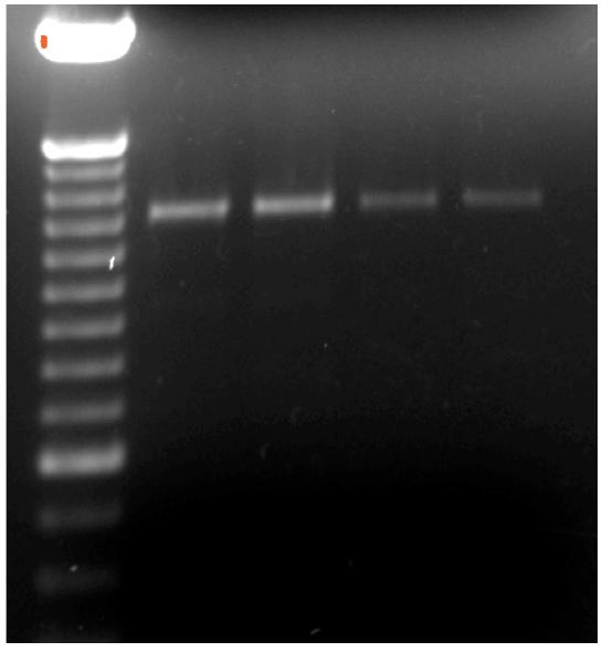 MDA231-LM2 cells in NOD/SCID mice.