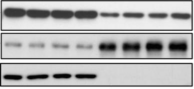 CN34-LM2/VCAM-1 Cytosol Membrane X-link - 1 3 6-1 3 6 Akt CN34-LM2/VCAM-1(Δcyt)