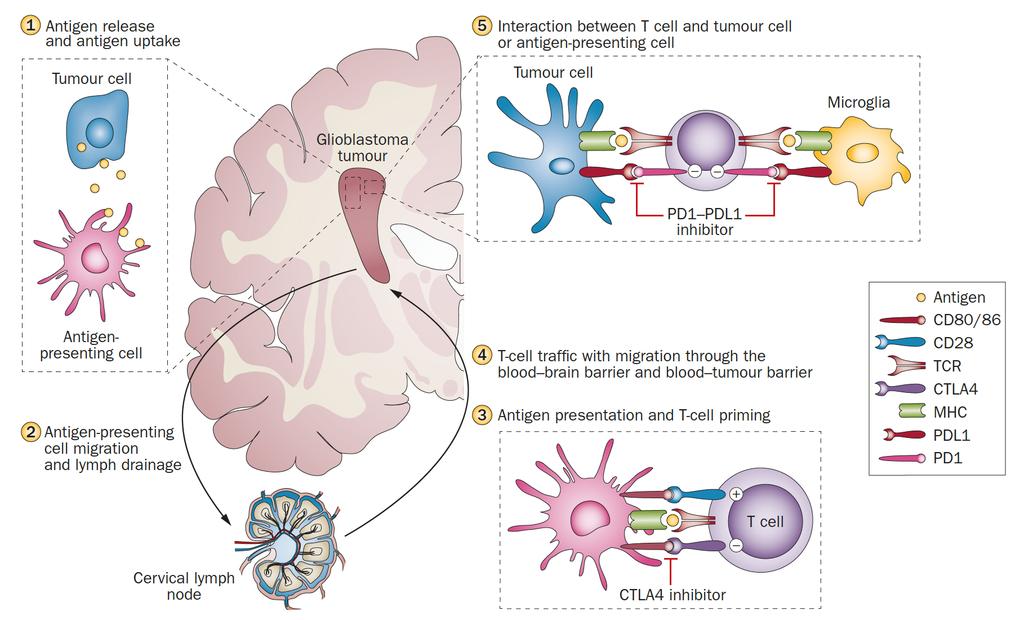 Immune cycle in brain tumors