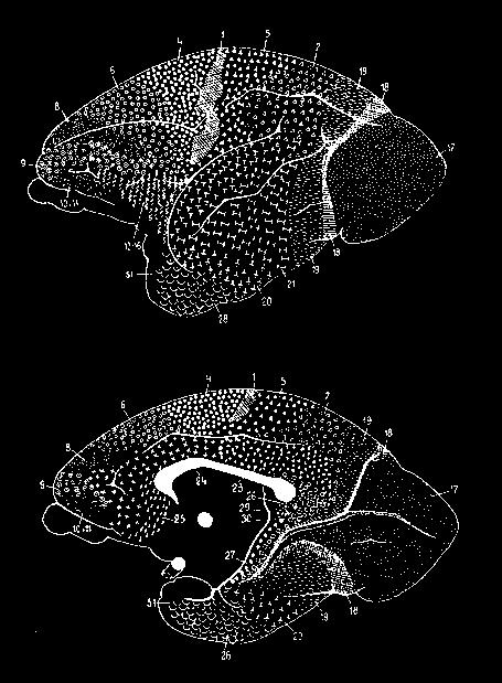 different brain areas to distinguish them Took advantage of new stains (Golgi, Nissl, etc.