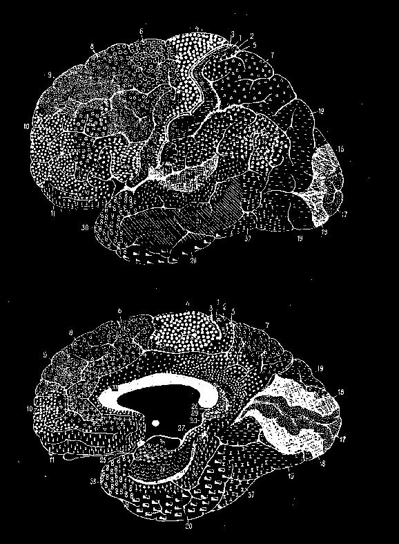 of 55 species from 11 orders of mammals Brodmann s Brain Maps Cytoarchitectural maps of 3 different