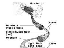 Muscles, muscle fibres and myofibrils Fast and slow twitch fibres Rat hindlimb muscle ATPase staining at