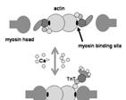 Plasticity of Muscle The Troponin I family of genes encode proteins essential for striated muscle contraction Muscle Adaptation to Exercise Training Adaptations to exercise training, particularly