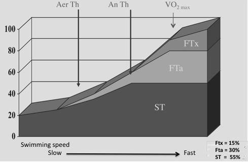 speed are often used interchangeably when discussing the order of muscle fiber recruitment.