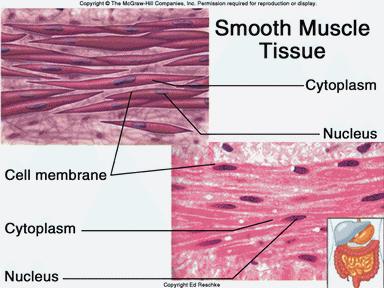 Cardiac and skeletal muscle cells contain actin and myosin arranged into sarcomeres striations.
