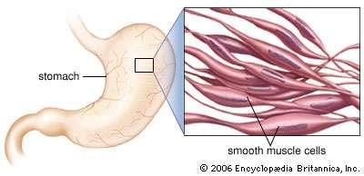 smooth muscles are single-nucleated (one nucleus in the middle of the cell).