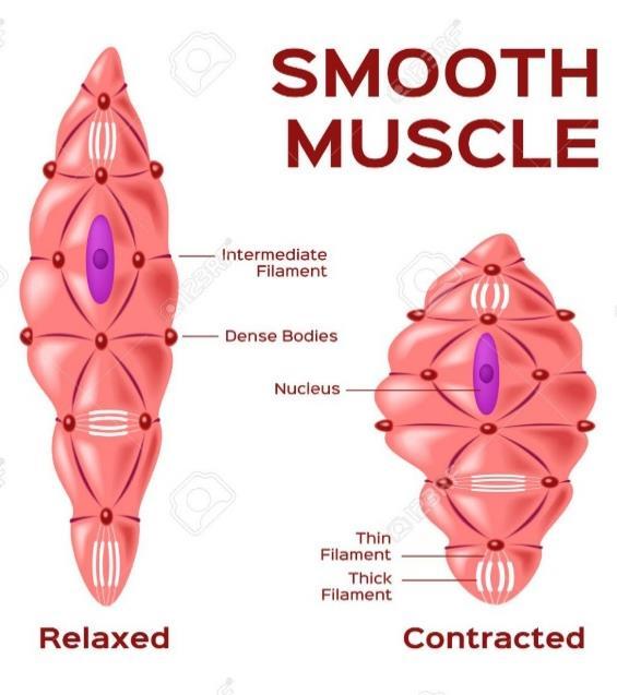 Examples: 1) They can be activated by stretch When stretch happens in the urinary bladder for example (because of the accumulation of urine), the reflex of the muscles is to contract Which means that