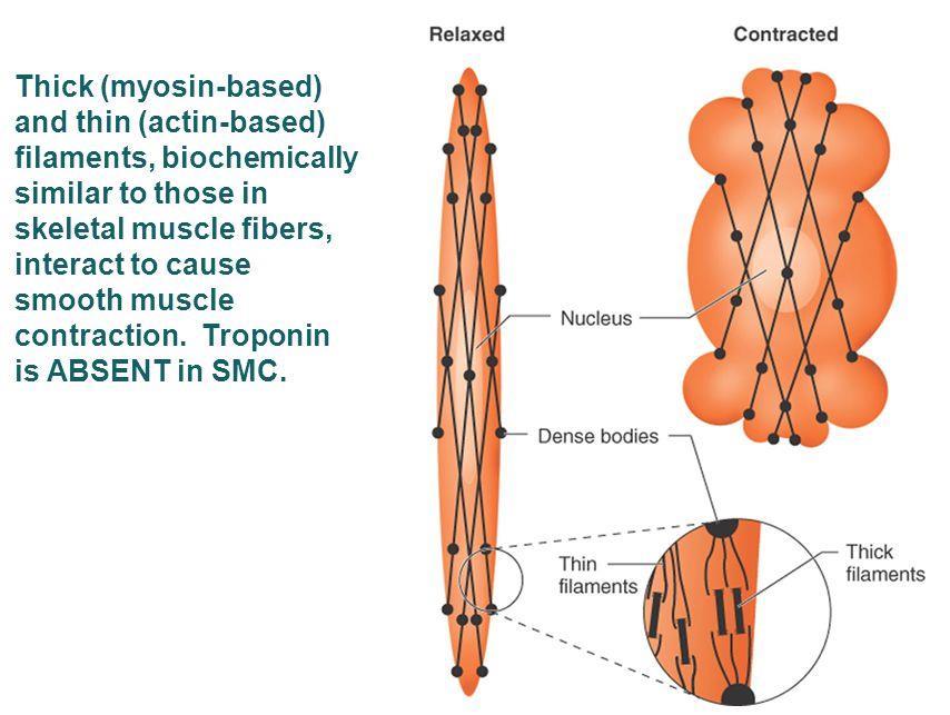 * When the cell contracts, the dense bodies get closer to each other, the overlap between actin and myosin increases.