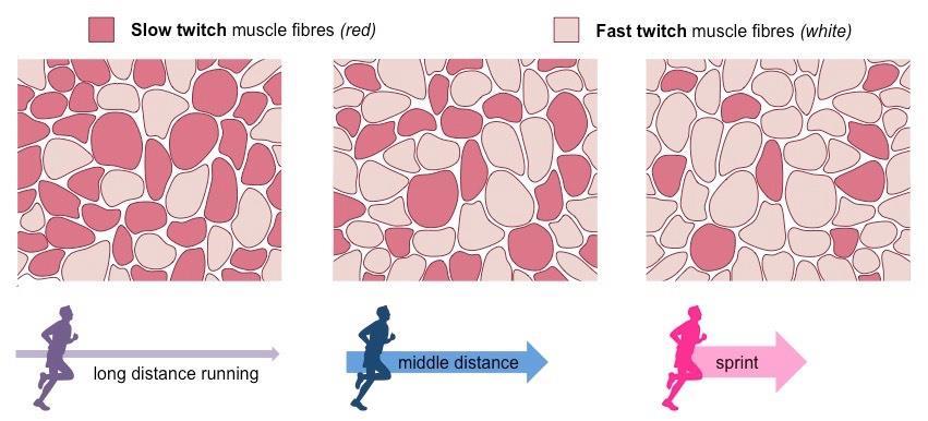 Types of Muscles: -We have 3 different types of skeletal muscle fibers in our body: 1. Slow fibers (Red Muscles) 2. Fast fibers (White Muscles) 3. Intermediate fibers.