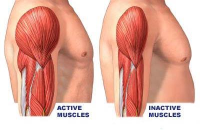 * Skeletal Muscles contract when they are stimulated, if you cut the nerve supply, paralysis will occur. - Muscle atrophy: loss of tone and mass from lack of stimulation.