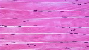 (composed of repeated units of sarcomeres inside the myofibril as in skeletal muscle) Self excitatory and electrically coupled: this means that these cardiac muscle cells are able to initiate