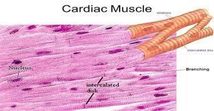 3. The one nucleus in the cardiac muscle cell is located in the center, while the multinuclei of skeletal muscle are found under the sarcolemma (in the periphery). 4.