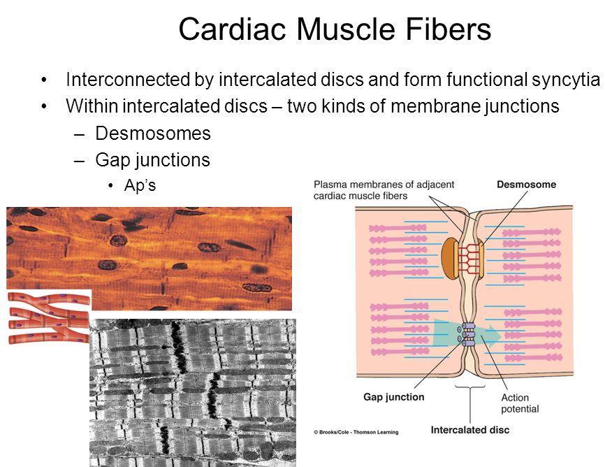 - Cardiac muscle cells don t contain satellite cells therefore these cells are not able to regenerate in case of injury.