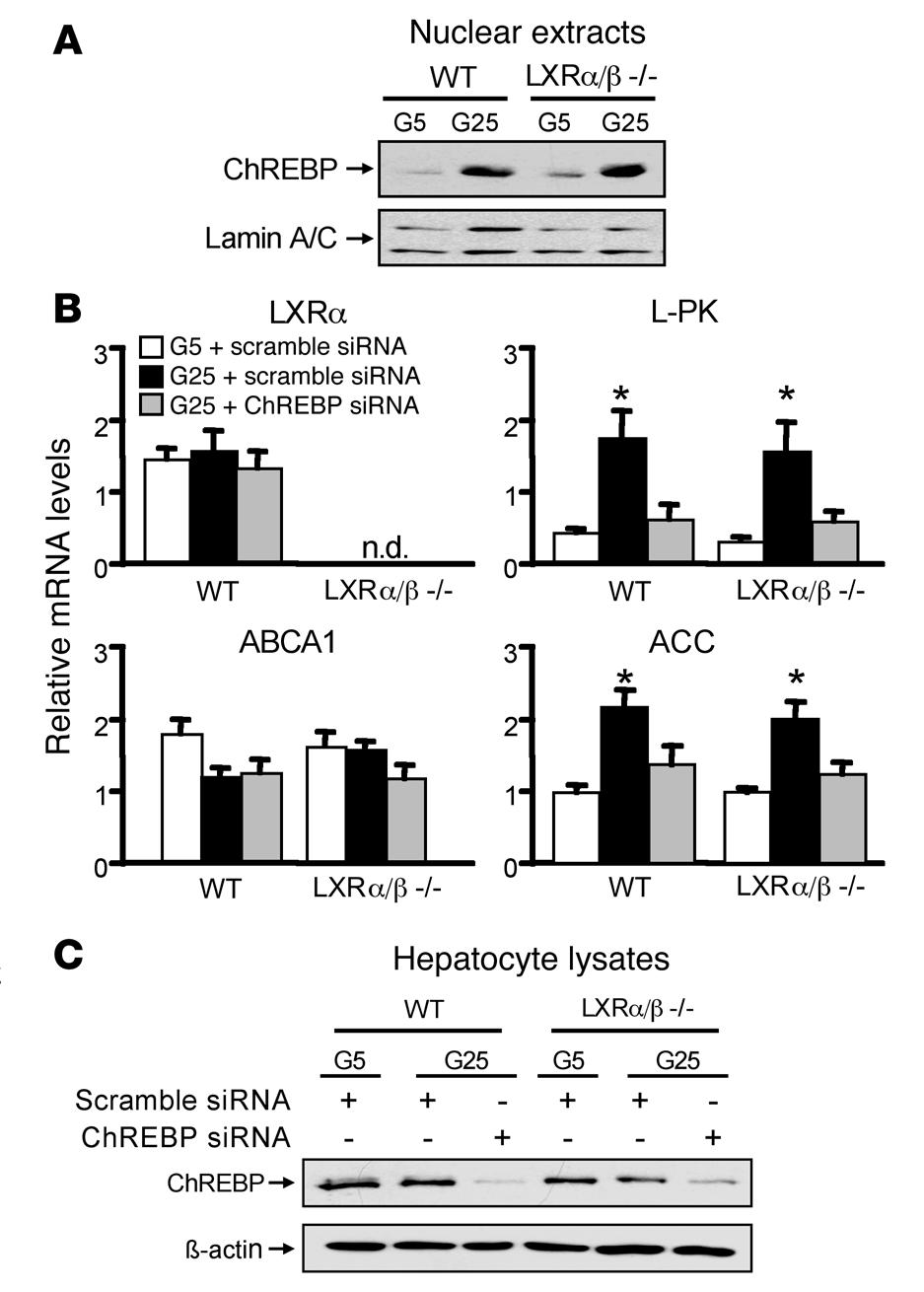 Figure 4 ChREBP, but not LXR, is required for glucose-regulated gene expression. (A) ChREBP protein in nuclear extracts from wild-type and LXRα/β knockout hepatocytes.