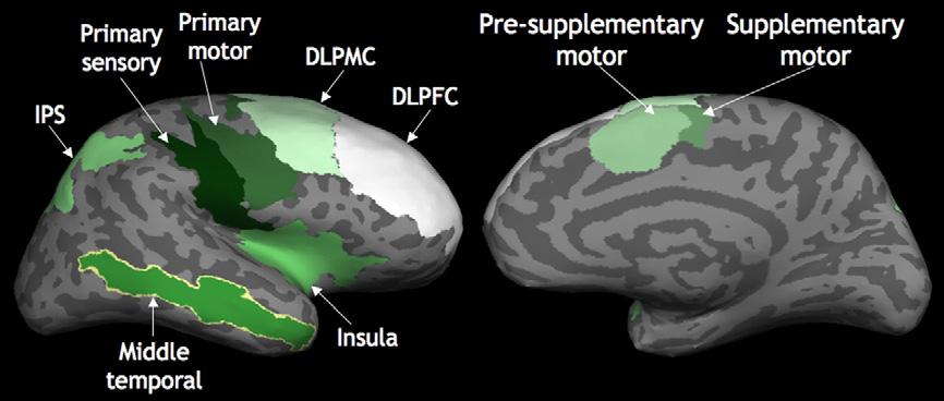 122 A. Yendiki et al. / NeuroImage 53 (2010) 119 131 Fig. 1. Anatomical ROIs shown on the inflated cortical surface of an individual. for the NVox calculations.