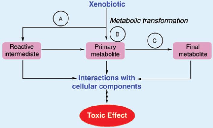 Biotransformations Leading to Toxic Metabolites: Chemical Aspect With regard to the toxicity arising from metabolites ("indirect toxicity"), three cases may be distinguished: A) Biotransformation