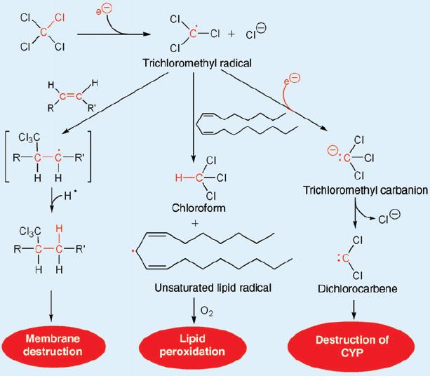 Biotransformations Leading to Toxic