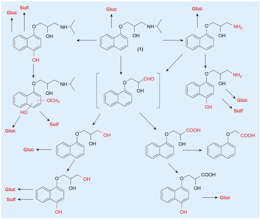Biotransformation In pharmacological terms, a drug may or may not have active metabolites. The former case is rather frequent, especially with phase I metabolites.