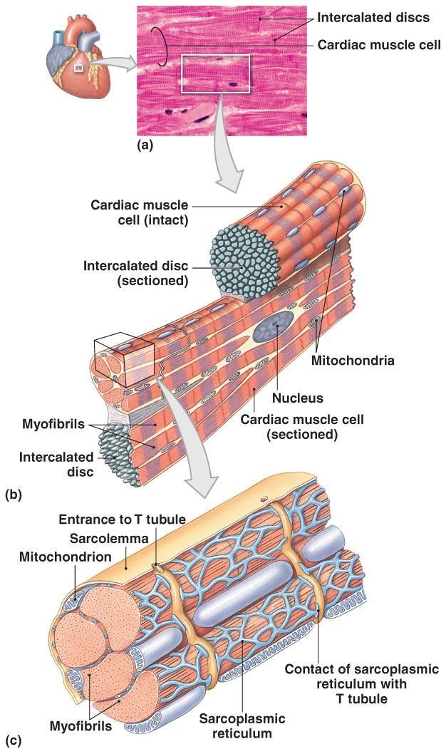 Cardiac Muscle Tissue Figure