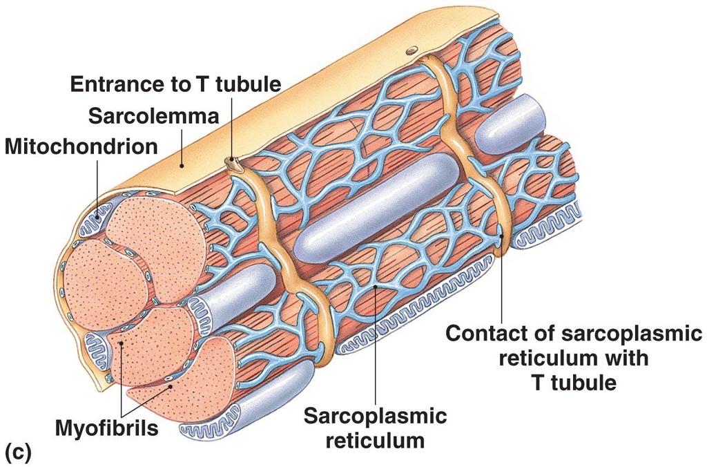 Cardiac Muscle Tissue Figure