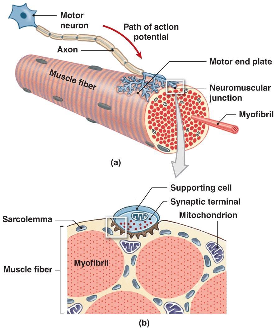 The Neuromuscular Junction Figure