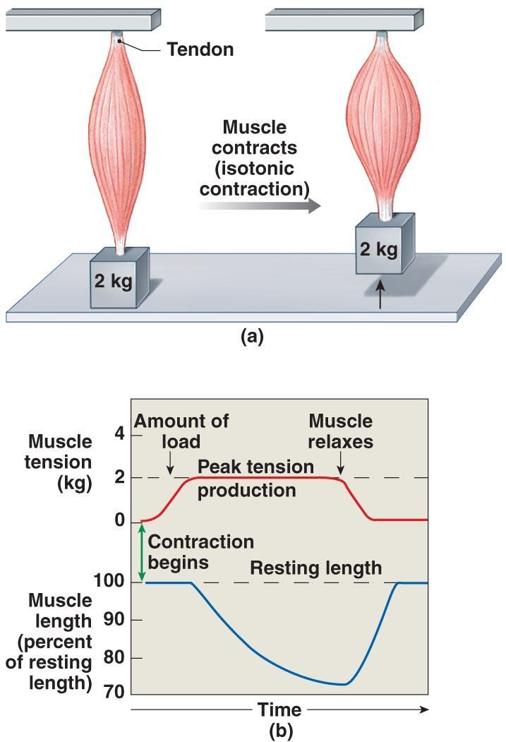 Tension Production Figure 10 18a, b