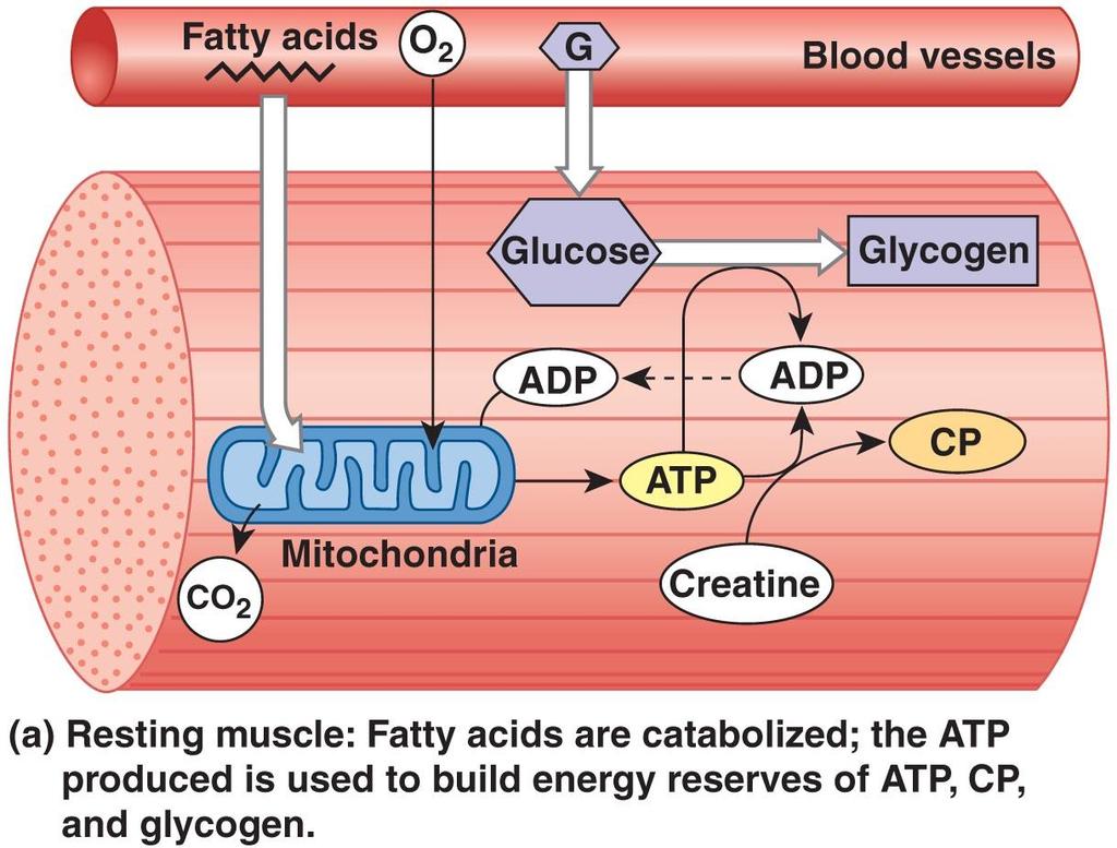ATP and Muscle Contraction