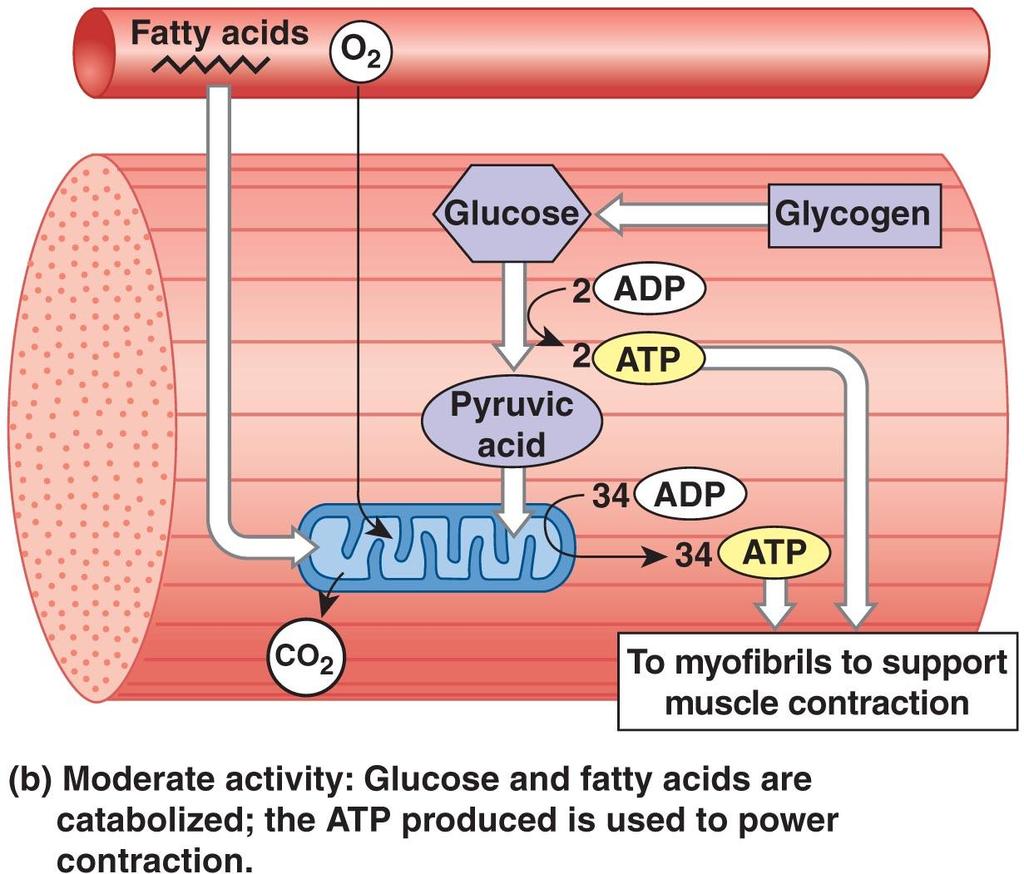 ATP and Muscle Contraction