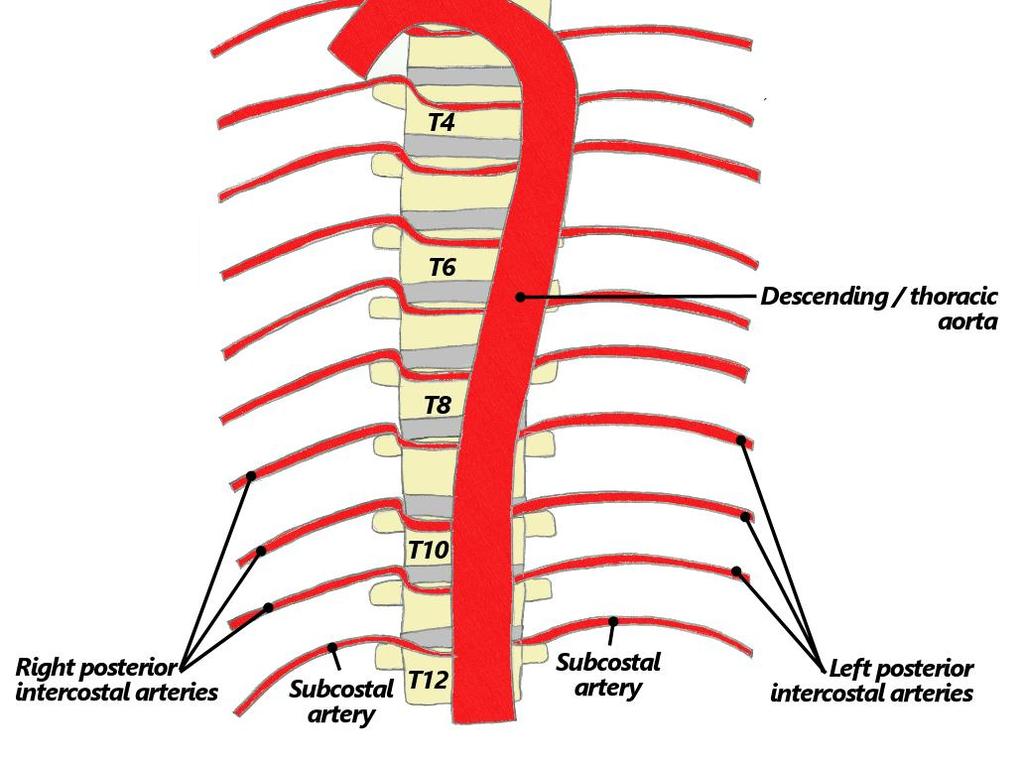 DESCENDING AORTA The descending thoracic aorta is located in the back of the chest cavity As the aortic arch curves towards the back, the descending aorta