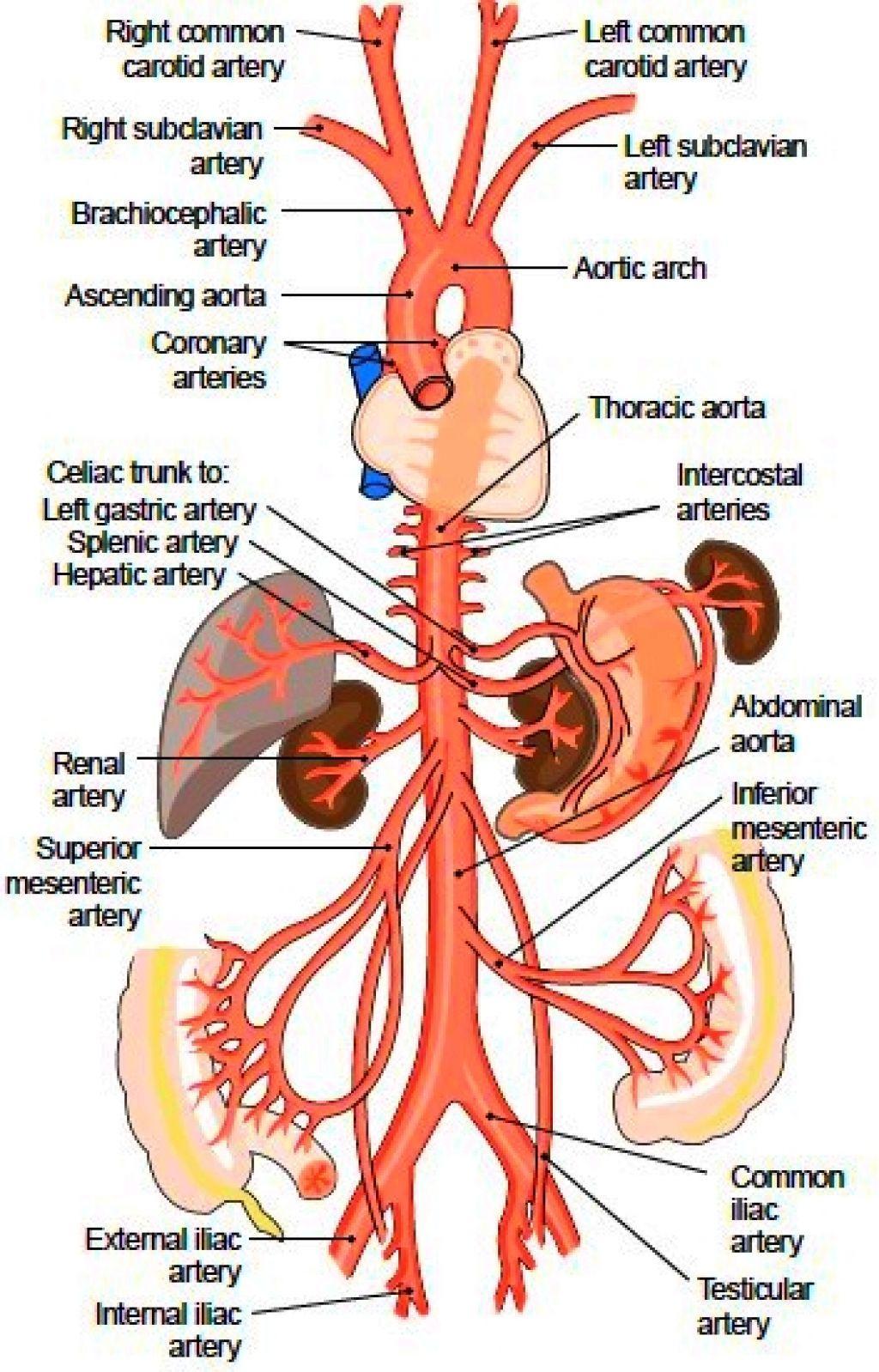 of the aneurysm Need to know the vessels