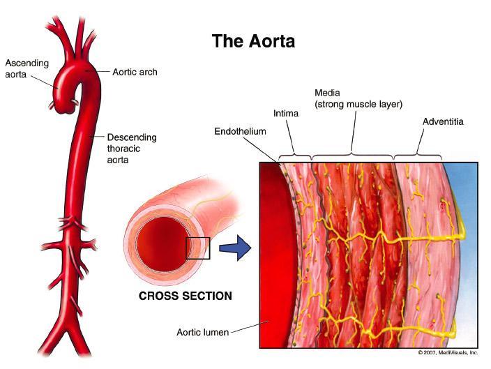 The Thoracic Aorta is divided into 4 parts Root Ascending Arch Descending thoracic aorta Composed of 3 layers Intima Media Adventitia