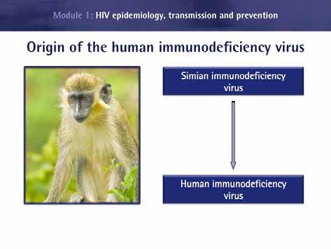 Discovered at the start of the 1980s, it presents similarities with the simian immunodeficiency virus, or SIV, that contaminates certain monkey species.