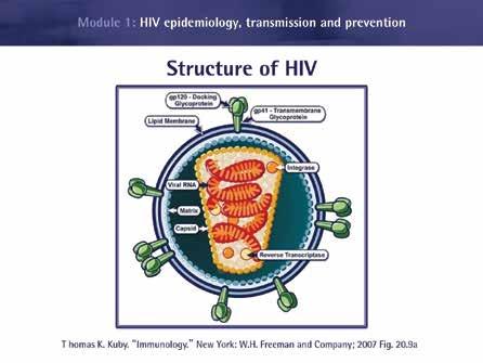 Module 1 HIV is a retrovirus. This means that it has an enzyme, reverse transcriptase, which will enable a transformation of the genetic material in the virus.