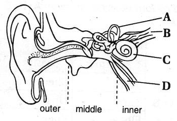 1.5 THE SENSE OF HEARING Question 6 and 7 based on the diagram below 1. Which of the following structures is to motion and helps us maintain our balance? A. The cochlea C. The Eustachian tube B.