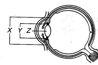 1.6 THE SENSE OF SIGHT 1. 5. diagram shows three eye lenses of different thickness. A boy examined the nib of his pen and then looked out of the window.