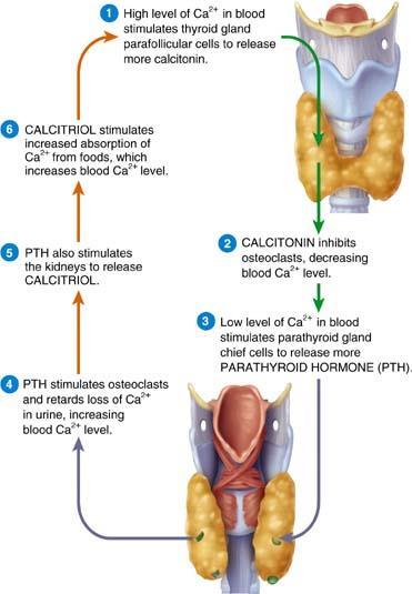 FIGURE 17-13 The roles of calcitonin (green arrows), parathyroid hormone (blue arrows), and calcitriol (orange arrows) in homeostasis of blood calcium levels Calcitonin and PTH have opposite effects