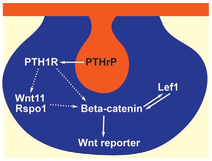 4248 RESEARCH ARTICLE Development 139 (22) Fig. 11. Model of PTHrP-mediated Wnt signaling in the mammary mesenchyme.