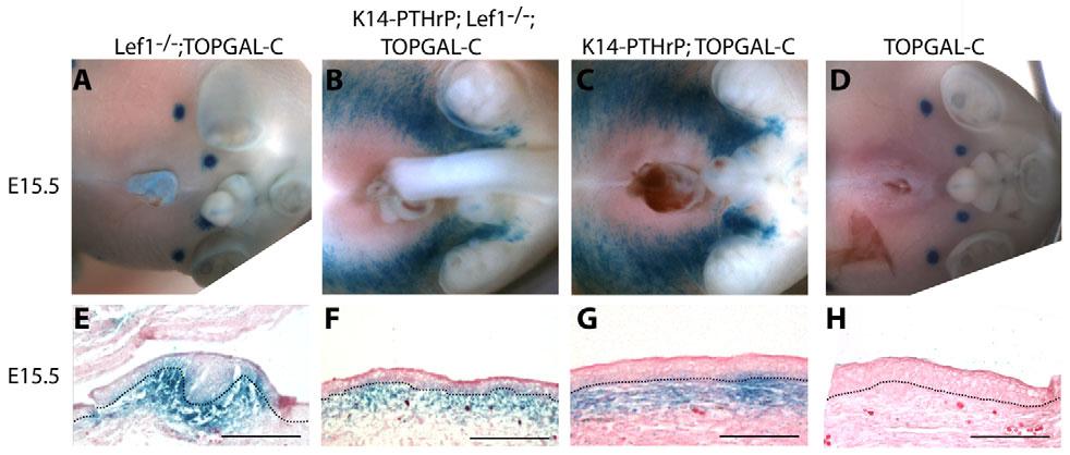 4242 RESEARCH ARTICLE Development 139 (22) Fig. 2. Lef1 is not required for Wnt signaling in mouse mammary mesenchyme.