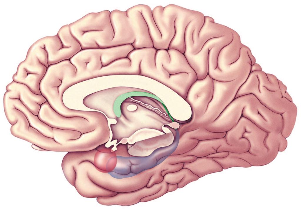 Brain structures involved in the fight-or-flight response Amygdala (beneath overlying cortex) Hippocampus (beneath overlying cortex) Brain stem and cerebellum removed and brain rotated slightly