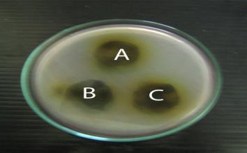 Plate 1 Antibacterial activity of Ricinus Communis Leaves Against Escherichia coli against Staphylococcus aureus Water (Aqueous) Plate 2