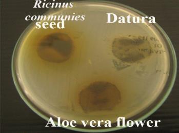 Ricinus Communis seeds - atura metal Aloe Vera Plate 4