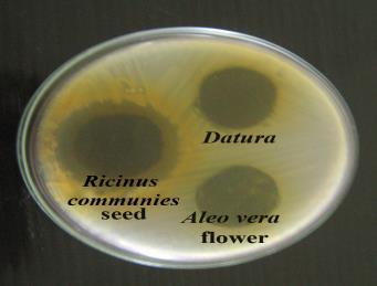 Escherichia coli Against Staphylococcus aureus Water