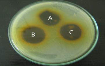 Plate 7 Antibacterial activity of Coccinia grandis - Fruit
