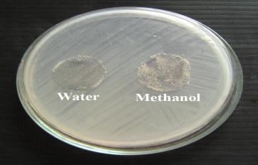 (Aqueous) Plate 8 Antibacterial activity of Coccinia grandis
