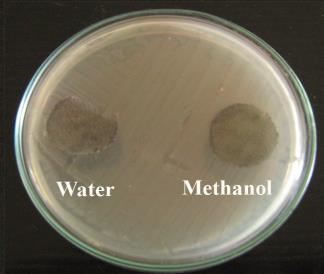 Plate 9 Antibacterial activity of Aloe vera