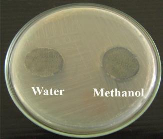 Staphylococcus aureus Water (Aqeous) Plate