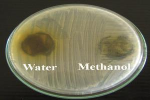 halicacabum  Staphylococcus aureus Water